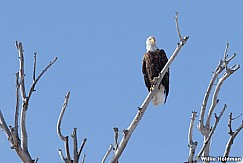 Bald Eagle 021512 12