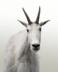 Rocky Mountain Goat on Timpanogos