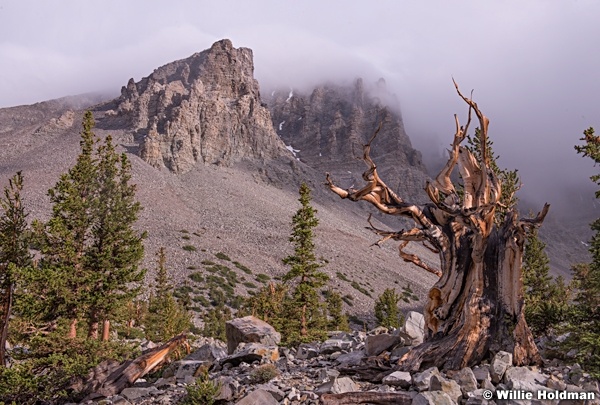 Wheelr Peak Bristle Cone 062612 8059