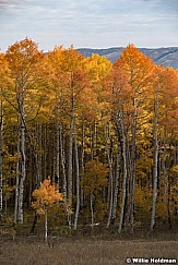 Orange Aspens 100121 7477