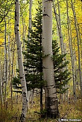 Tree Hugger 092612 242