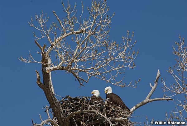 eaglesinnest032407