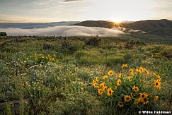 sunburstdaisies052509F