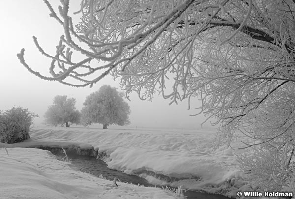 FrostytreesBW013009 1
