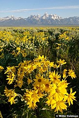 tetondaisies070408 2529