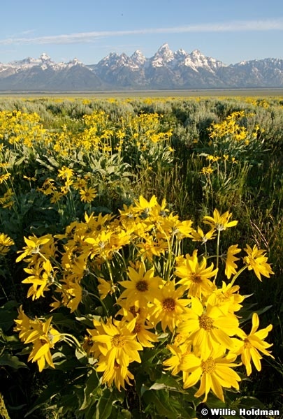 tetondaisies070408 2529