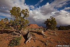 Capital Reef 051913 2690