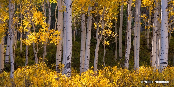 Golden Aspens 092215 8417