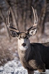 Buck Deer Timber lakes 121921 1233