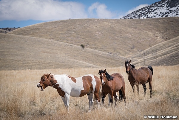 Wild Horses Paint 040320 0818 2