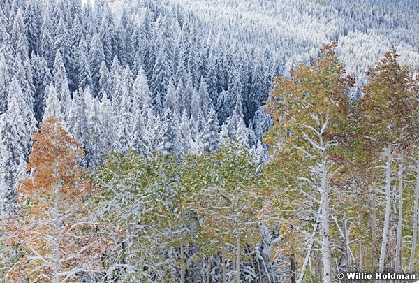 Snowburnedaspens100811 55