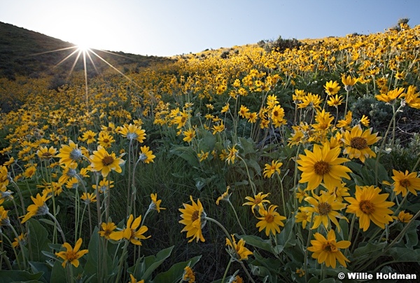 Yellow Wild Daisies 052713 5461