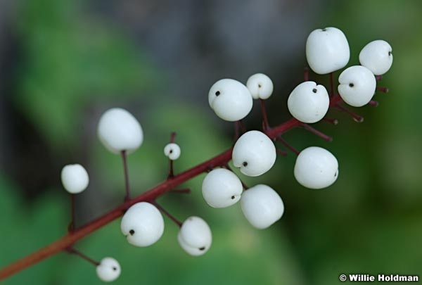 marshmellows092008 3566