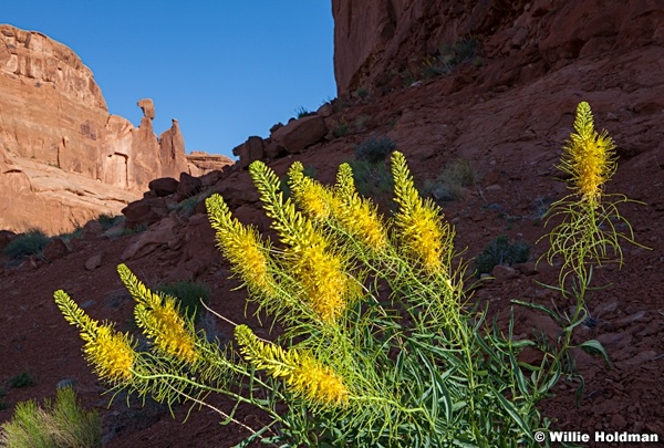 Yellow Flowers Arches 053011 9817