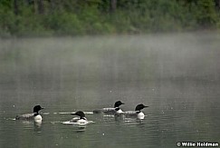 Hectorloonslake070708 3055