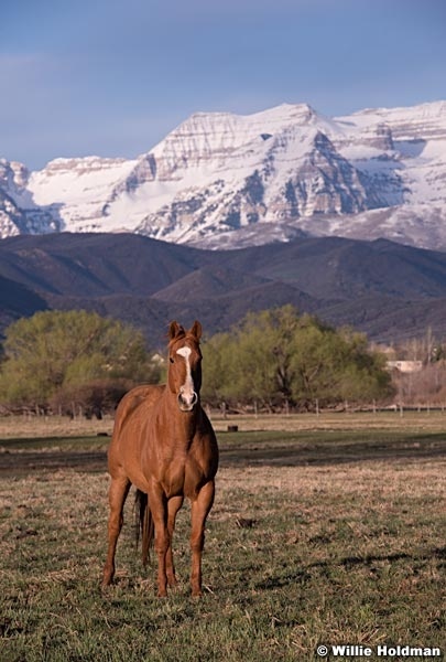 Horse Timp Heber 042214 5780