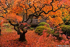 Japanese Maple 110414 6442 2