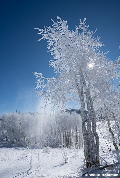 Frosty Trees Lake Creek 100125 7624 2