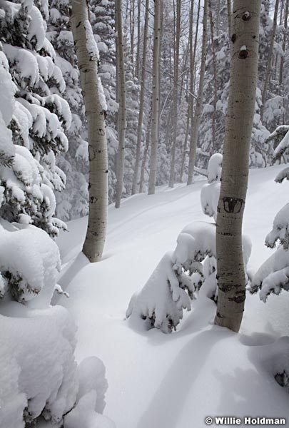 Aspens powder Snow 040913 7602