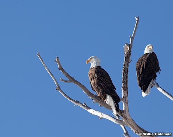 Bald Eagle Frsot 021613 1209