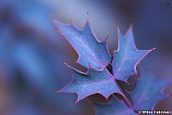 Macro purple032209 13797