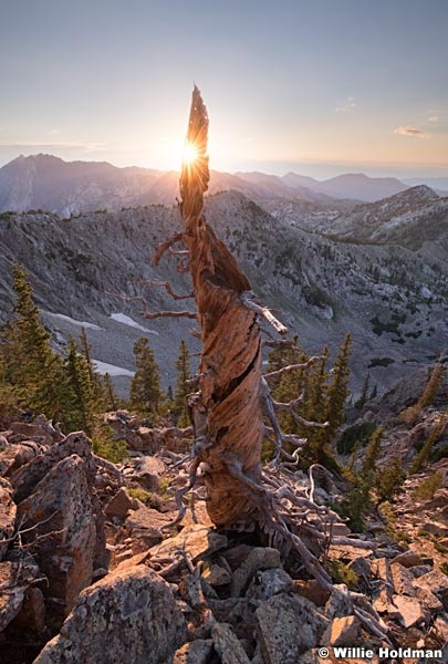 Weathered tree sunset 071518 1627