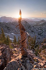 Weathered tree sunset 071518 1627