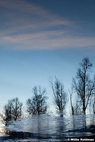 Treerefelctionabstract010612 4