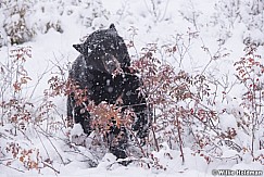 Black Bear Winter Berries 100118 6780