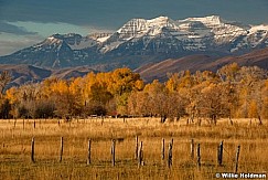 Midwayyellowcottonwoods031109 1996