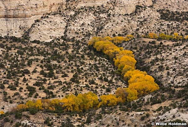 Yellow Cottonwood Trees 101817 4632 2