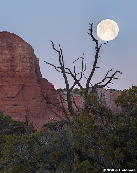 Torrey Full Moon Tree 040820 1943