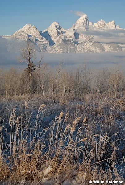 tetonfrostgrass112509 2894