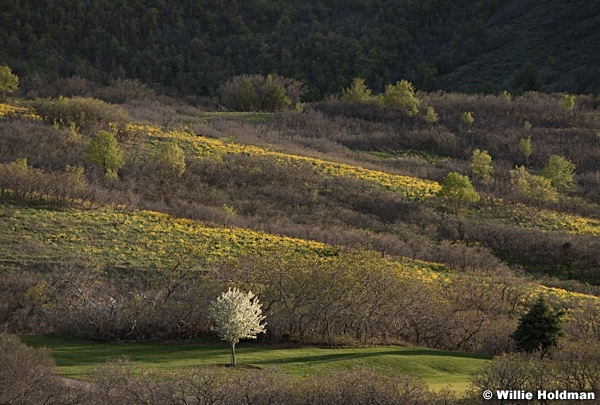 Payson tree blossom 032116 992 2