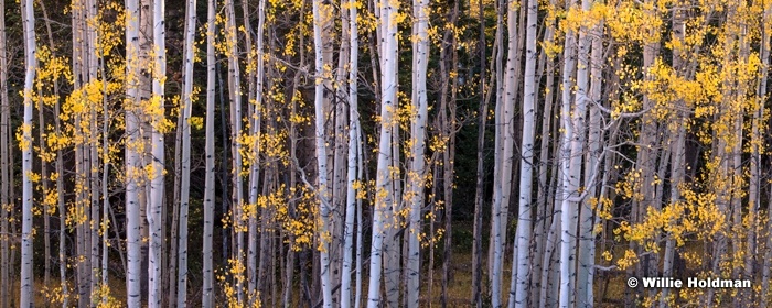 Golden Aspens Trunks Autumn 092215