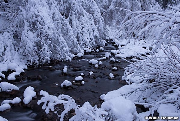 North Fork Creek 011215 3927