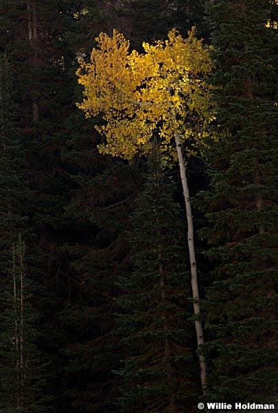 Single Yellow Aspen 100312 255