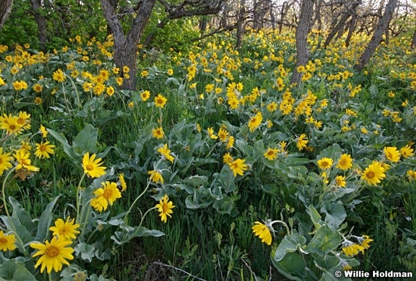 Yellowdaisiesscruboak061708 9735