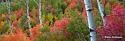 5 Aspen Trunks 92612