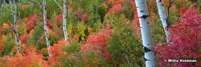 5 Aspen Trunks 92612