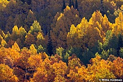 Colorful Aspens 092414 3