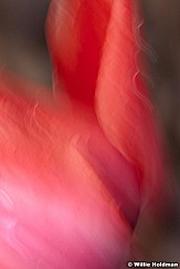 abstractflowers051911 24