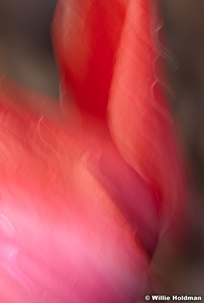 abstractflowers051911 24