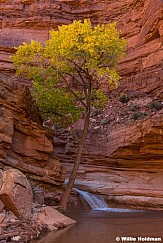 Cottonwood Tree Waterfall 103024 6131