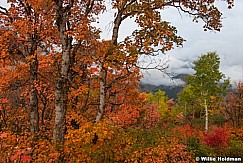 Cascade Mountain Aspen 092216 5952