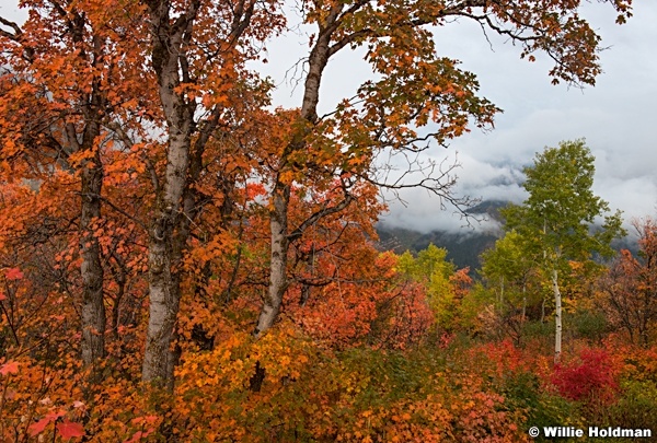 Cascade Mountain Aspen 092216 5952