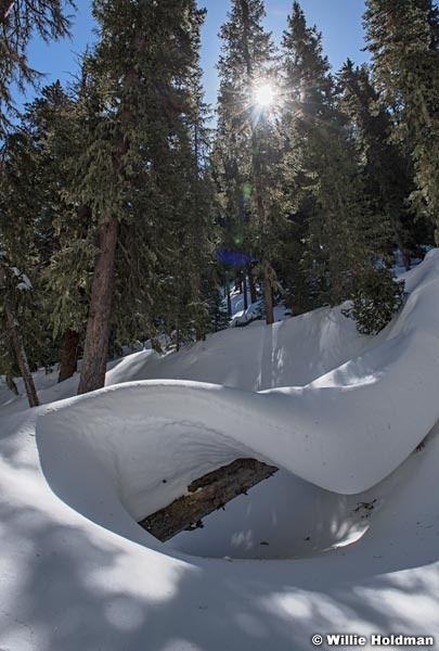 Pine tree Snow Drift 030817 0046