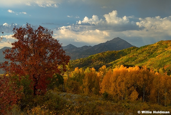 Wasatch Back Autumn Aspens 092924 0925