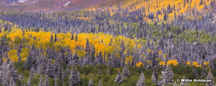 Aspen Pine snowdusting 100413