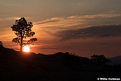 Grover Lion Mountain Sunball 060625 9962 2